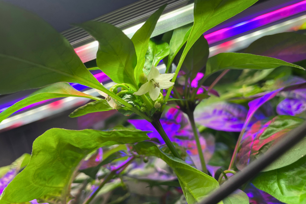 Forradalmasított beltéri növénytermesztés a  Bright Bloom Led Lights termékeivel