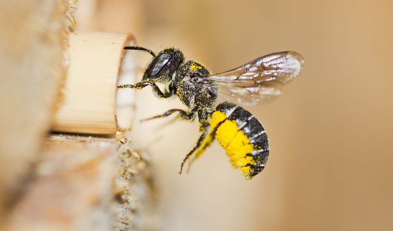 Bee hotel: shelter for the tiniest workers in your garden