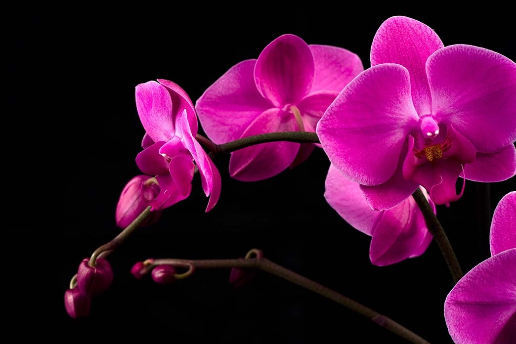 Thousands of blooming orchids at the Orchidea Ünnep, presented by Substral