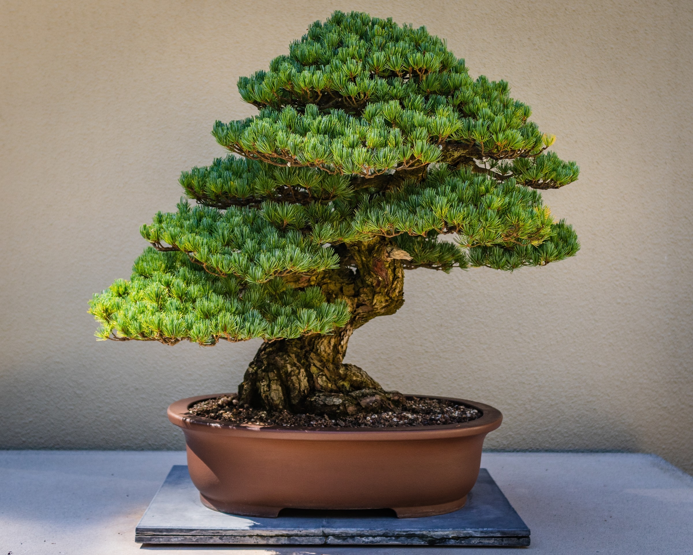 Különleges bonsaiok Japánból, exclusive ritkaságok a Marczika Kertészet kínálatában!