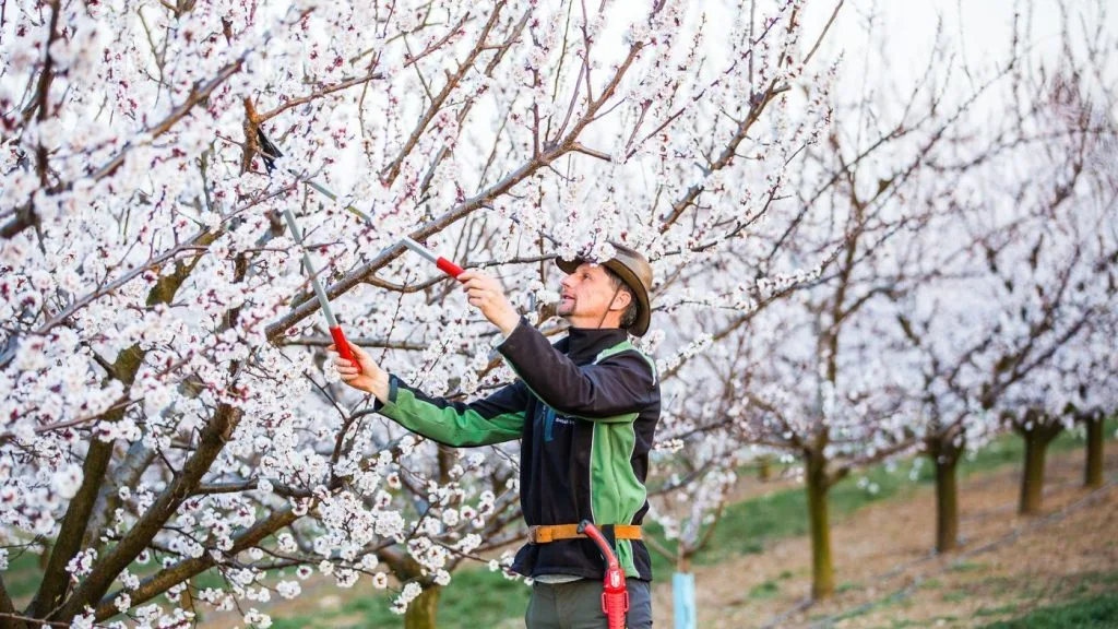 Gyümölcsfák indító és koronakialakító metszése – Kosztka Ernő előadása a Farmmix támogatásával