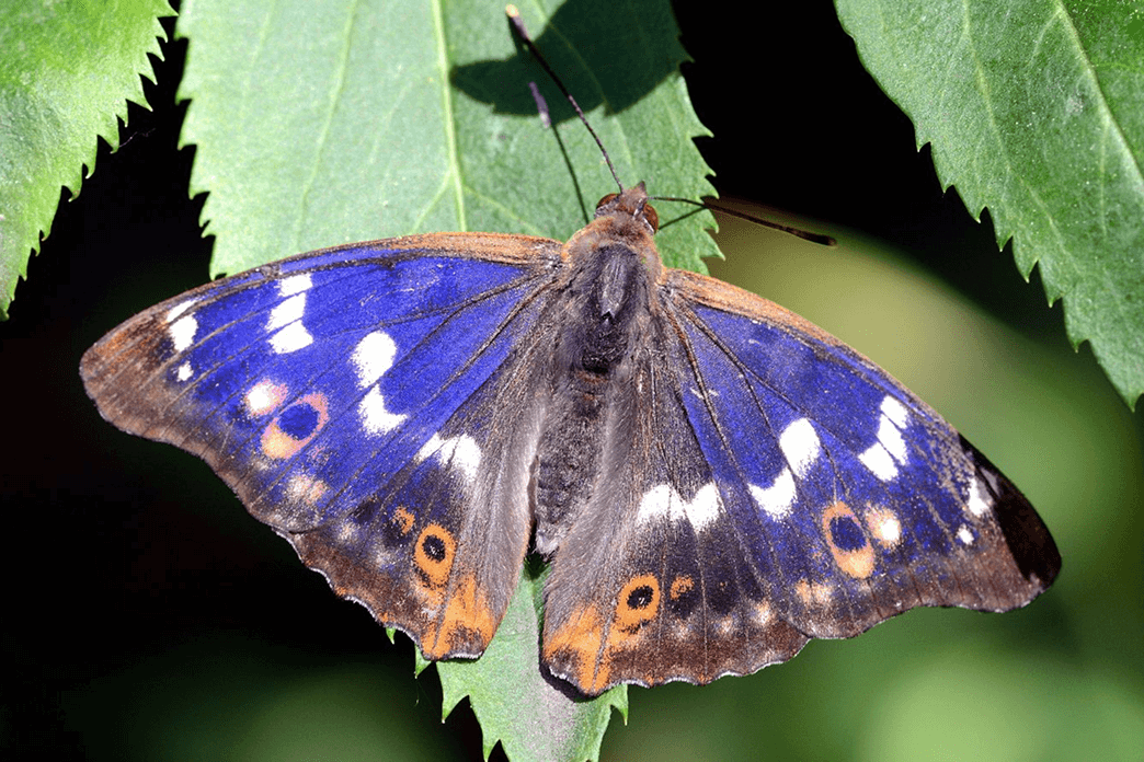 Beporzóbarát kert ötletek és élő trópusi lepkék bemutatója a Pillangóház standján